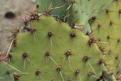 Opuntia engelmannii