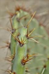 Opuntia engelmannii