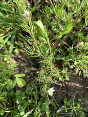 Spergula arvensis