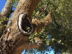 Quercus agrifolia