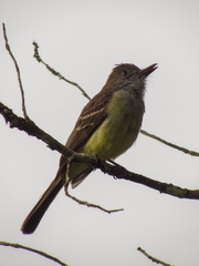 Myiarchus panamensis