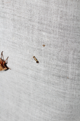 Isocorypha mediostriatella