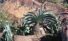 Boophone haemanthoides