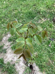 Juglans