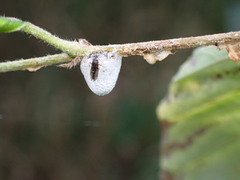 Psocomorpha
