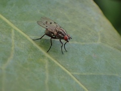 Anthomyia punctipennis