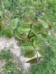 Juglans