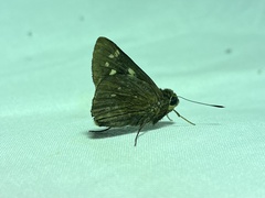 Pelopidas assamensis