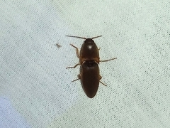 Elateridae