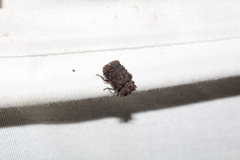 Bolitotherus cornutus
