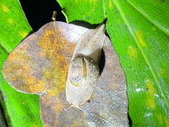 Helicarionoidea