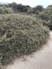 Atriplex amnicola