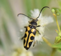 Typocerus sinuatus