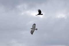 Buteo buteo