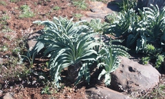 Boophone haemanthoides