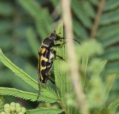Typocerus sinuatus