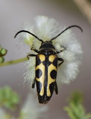 Typocerus sinuatus