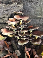 Hypholoma lateritium