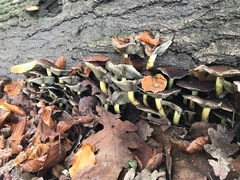 Hypholoma lateritium