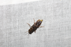 Ontholestes cingulatus