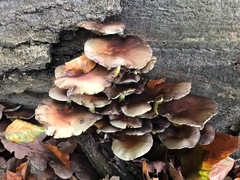 Hypholoma lateritium