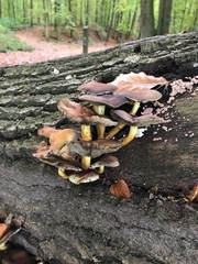 Hypholoma lateritium