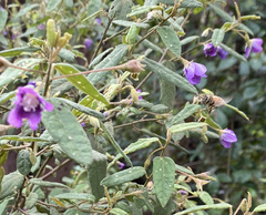 Howittia trilocularis