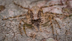 Phaeacius malayensis