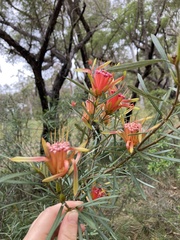 Lambertia formosa