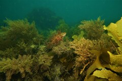 Heteroscarus acroptilus