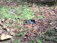 Bauhinia petersiana macrantha