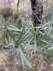 Lambertia formosa