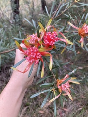 Lambertia formosa