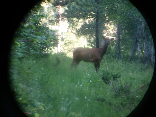 Elk photographed in South Dakota