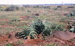 Boophone haemanthoides