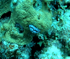 Phyllidiella pustulosa