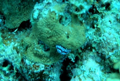 Phyllidiella pustulosa