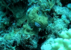 Phyllidiella pustulosa