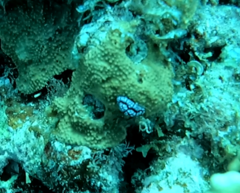 Phyllidiella pustulosa