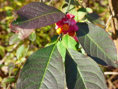 Euonymus europaeus