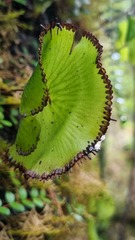 Hymenophyllum nephrophyllum