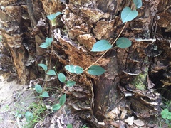 Persicaria chinensis
