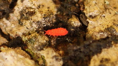Bilobella braunerae
