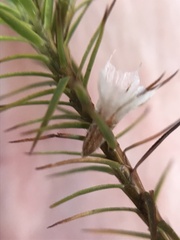 Polytrichaceae