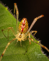 Thwaitesia margaritifera