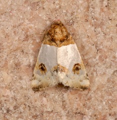 Schinia oculata