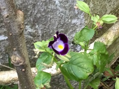 Torenia fournieri