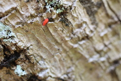 Bilobella braunerae