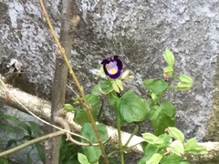 Torenia fournieri