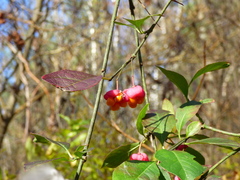 Euonymus europaeus